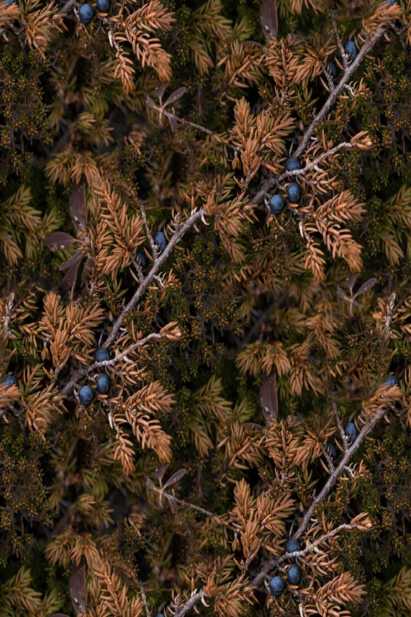 Autumn Juniper Berries