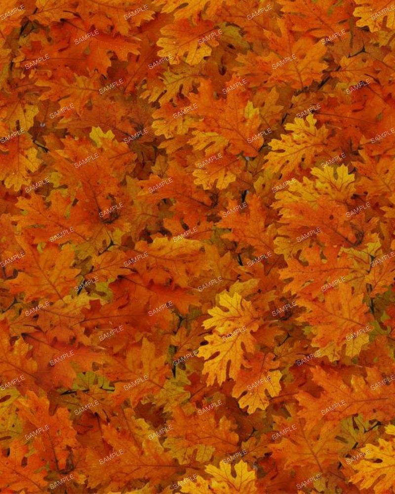 Autumn Leaves 24