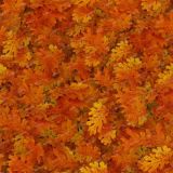 Autumn-Leaves-24.jpg