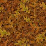 Autumn-Leaves-26.jpg