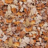 Autumn-Leaves-27.jpg