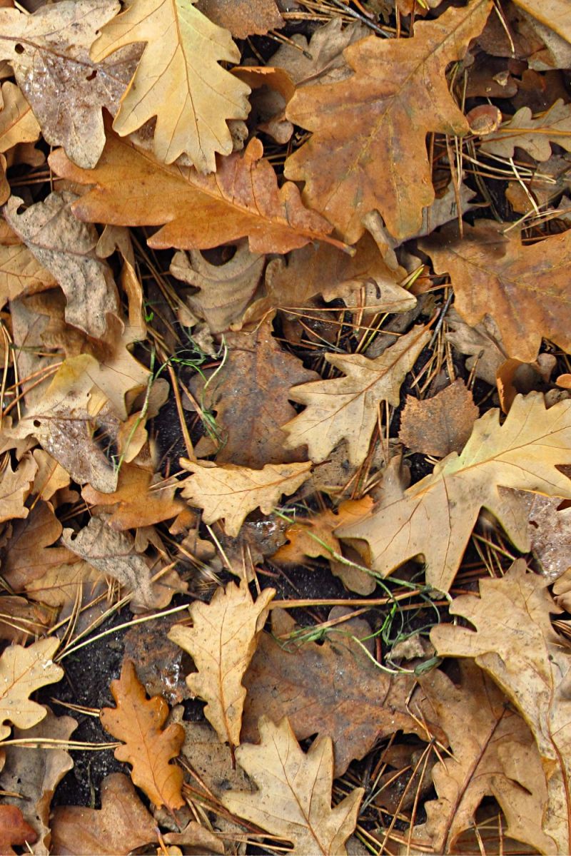 Autumn Leaves 28