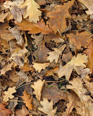 Autumn Leaves 28