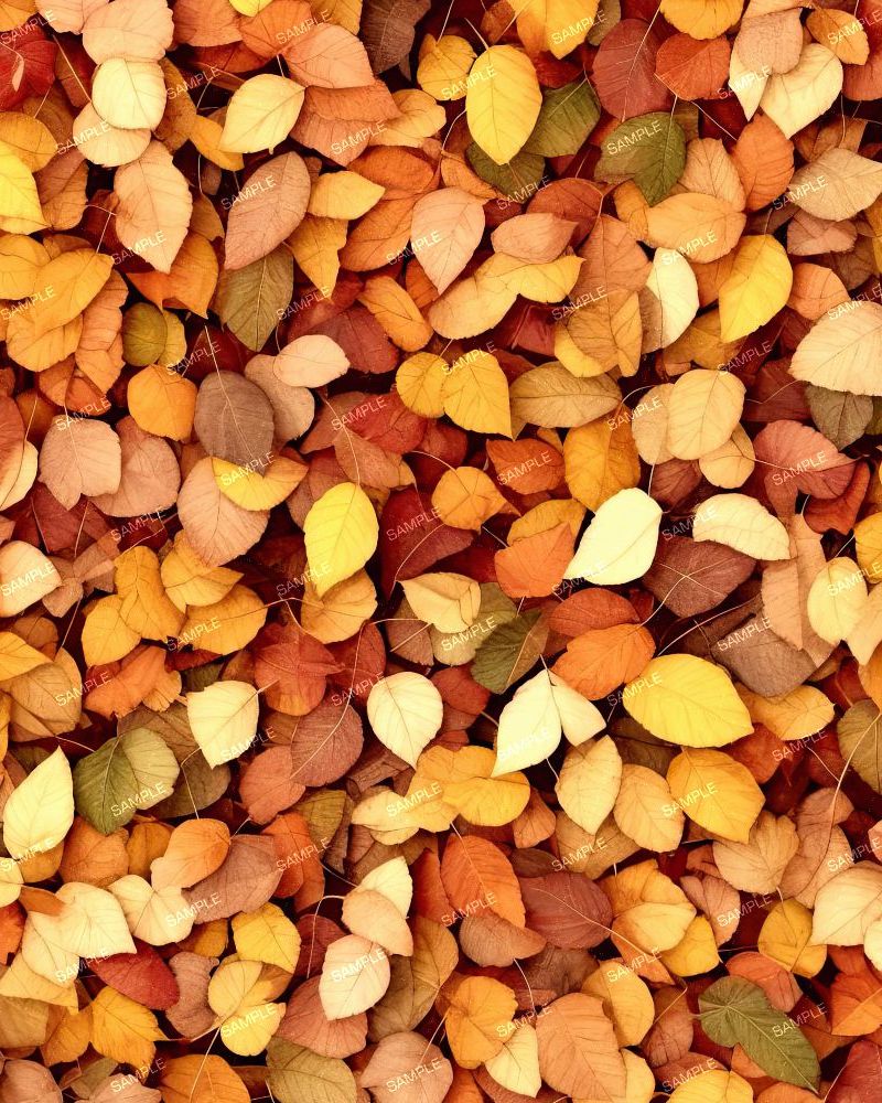 Autumn Leaves 48