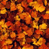 Autumn-Leaves-Blaze-Orange-Camo.jpg