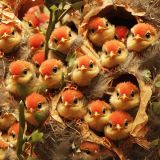 Baby-Birds-42.jpg