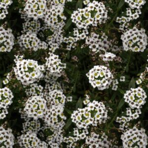 Baby's Breath Flowers