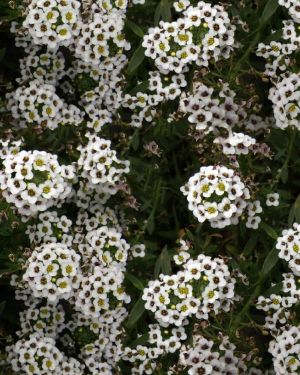 Baby’s Breath Flowers
