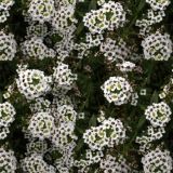Babys-Breath-Flowers.jpg