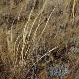 Backland-West-Camo.jpg