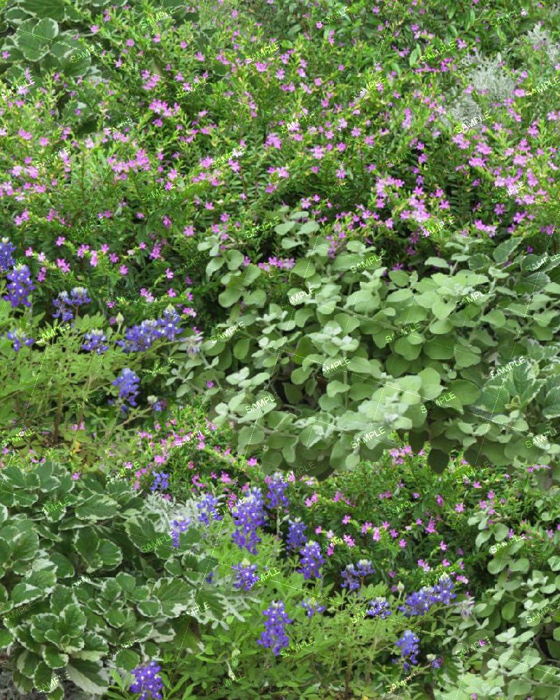 Backyard Garden 42