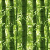 Bamboo-Forest.jpg