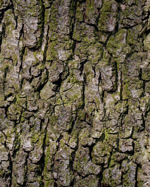 Bark 24 Camouflage