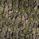 Bark-24-Camo.jpg