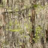 Bayou-Camo-22-1.jpg