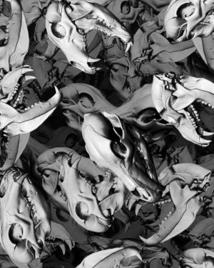 Bear Skulls 22