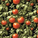 Beefstake-Tomatoes-43.jpg