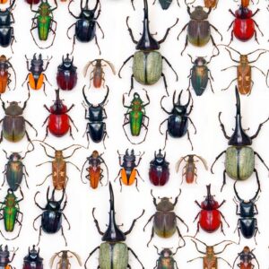 Beetles 23