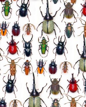 Beetles 23