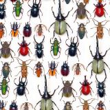 Beetles-23.jpg