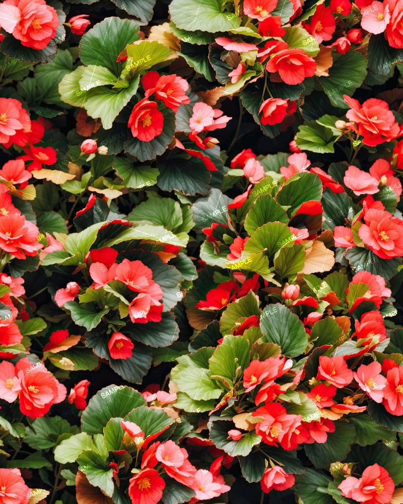 Begonias