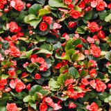 Begonias.jpg