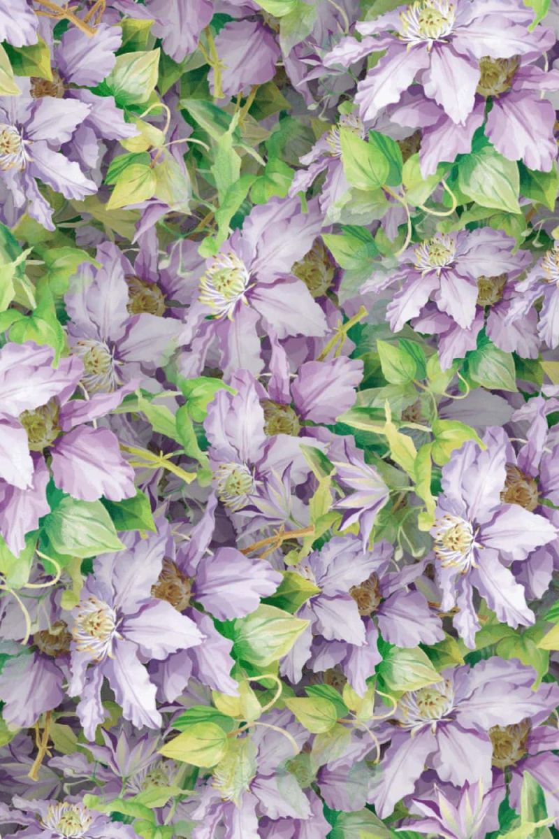Bellflowers 22