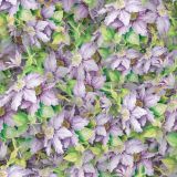 Bellflowers-22.jpg