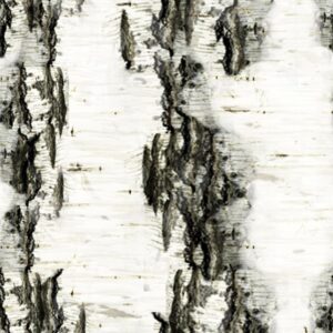 Birch Bark 21