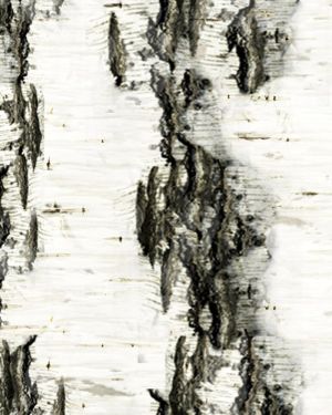 Birch Bark 21