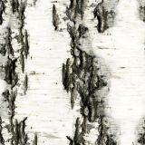 Birch-Bark-21.jpg