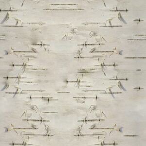 Birch Bark 22