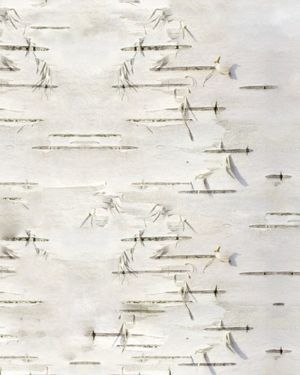 Birch Bark 23