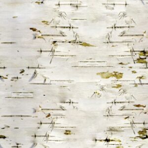Birch Bark 24