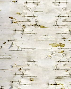 Birch Bark 24