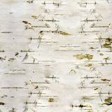 Birch-Bark-24.jpg