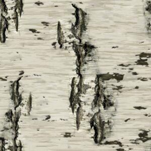Birch Bark 25