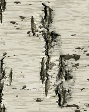 Birch Bark 25