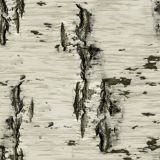 Birch-Bark-25.jpg