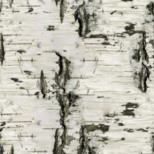 Birch Bark 26