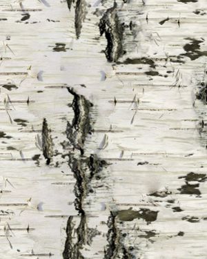 Birch Bark 26