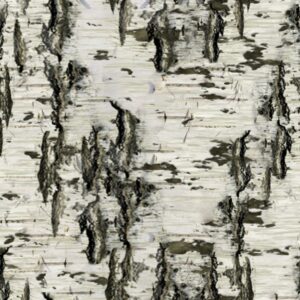 Birch Bark 27