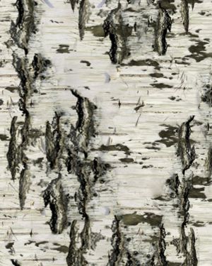 Birch Bark 27