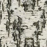 Birch-Bark-27.jpg