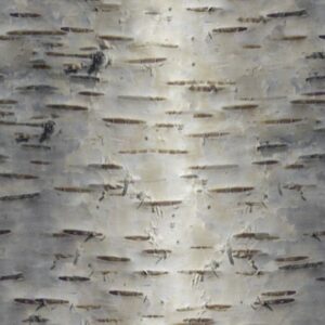 Birch Bark 28