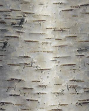 Birch Bark 28