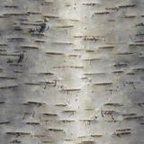 Birch-Bark-28.jpg