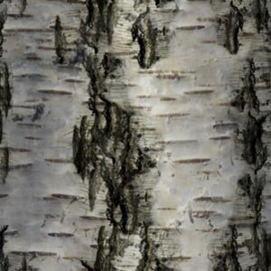 Birch Bark 29