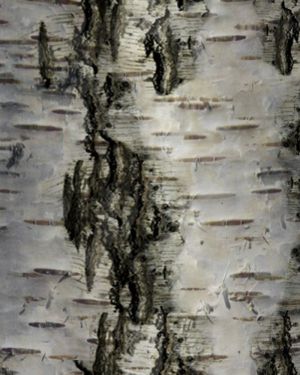 Birch Bark 29