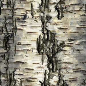 Birch Bark 30